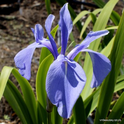 Iris laevigata 'June Lake'