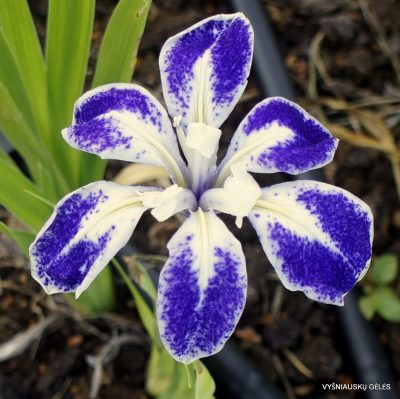 Iris laevigata 'Monstrosa' (2)