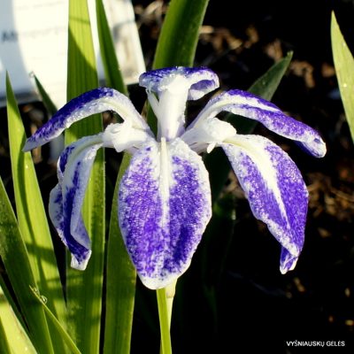 Iris laevigata 'Monstrosa'