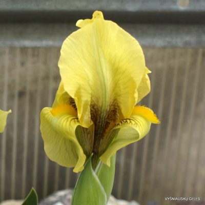 Iris lutescens (clone 4) (2)