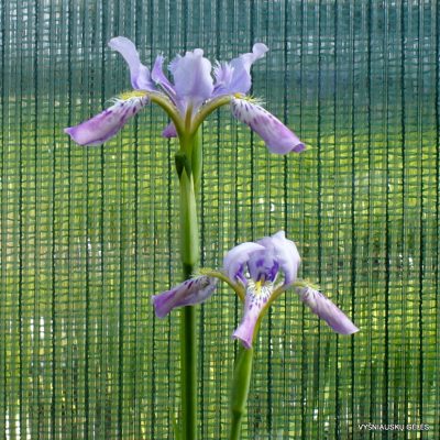 Iris milesii (2)