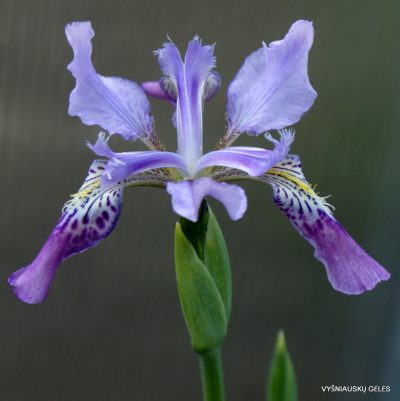 Iris milesii