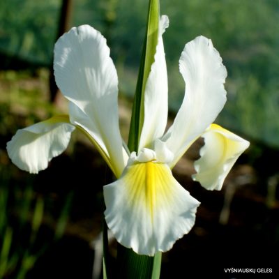 Iris orientalis (clone 2)