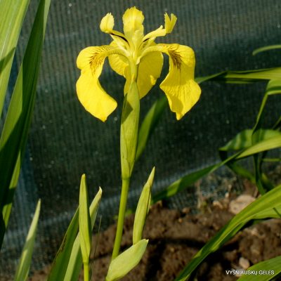 Iris pseudacorus 'Lech' (2)