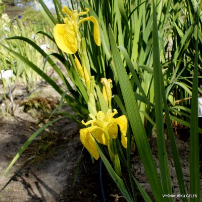 Iris pseudacorus 'Mini Mart' (2)