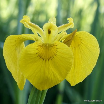Iris pseudacorus ‘Mini Mart’