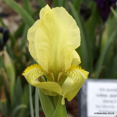 Iris schachtii (clone 4)