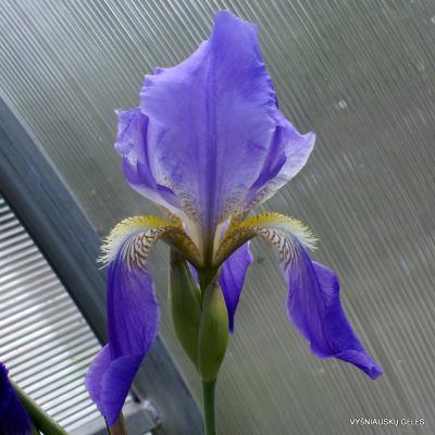 Iris sicula (clone 2) (2)
