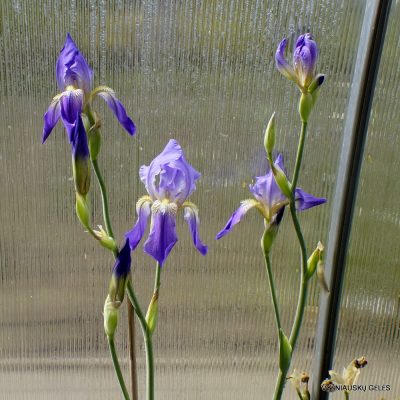Iris sicula (clone 2) (3)