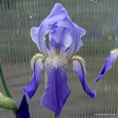 Iris sicula (clone 2)