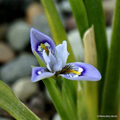 Iris speculatrix