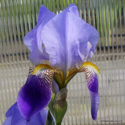 Iris trojana (clone 2) (2)