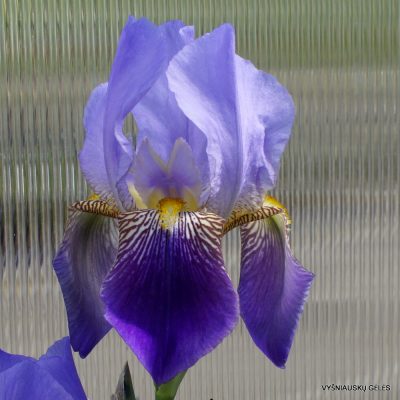 Iris trojana (clone 2)