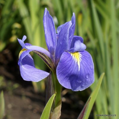 Iris × versilaev 'Aquatic Alliance' (2)