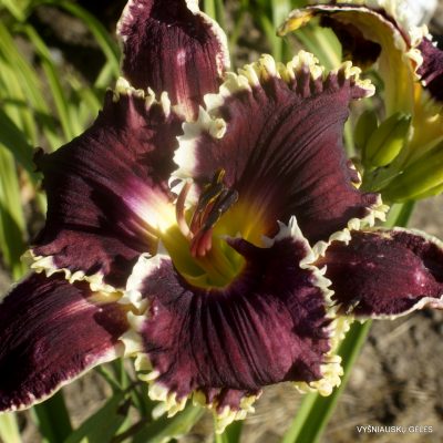 Daylily 'Black Foot' (3)