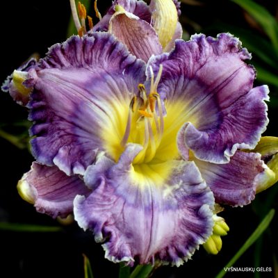 Daylily 'Blue Ocean Breeze'