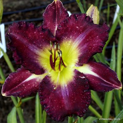 Daylily 'Blue on Blue'