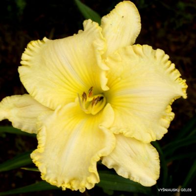 Daylily ‘Boitzer Oksanka’