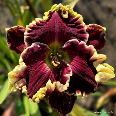 Daylily 'Bountiful Cherries'
