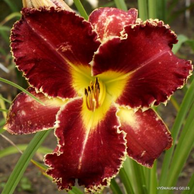 Daylily 'Brer Rabbit and the Briar Patch'