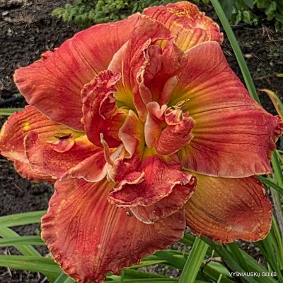 Daylily ‘Buddy’s Gloria’