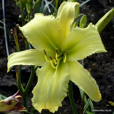 Daylily Cool Bananas
