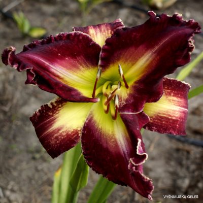 Daylily ‘Crystal Rubies’ Daylily ‘Crystal Rubies’