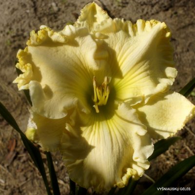 Daylily 'Cynthia Dawn'