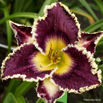 Daylily 'Czart'