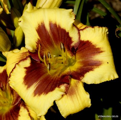 Daylily ‘Desperado Love’