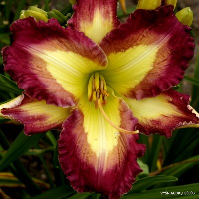Daylily 'Diamond Shores'