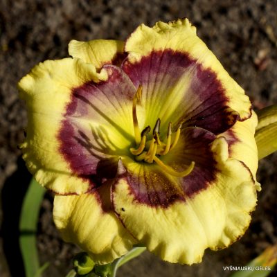 Daylily ‘Dig It’