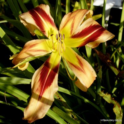 Daylily ‘Electric Snake’