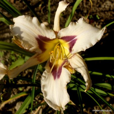 Daylily 'Evil Gnome'