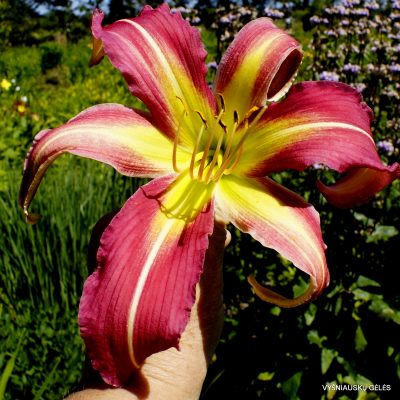 Daylily ‘Flamingo Flambeau’