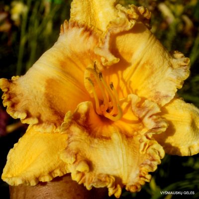 Daylily ‘Gintaras su Inkliuzu’