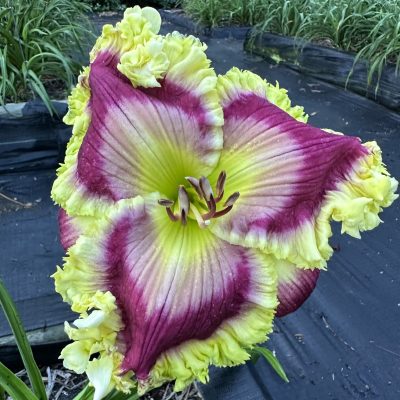 ‘Wildly Spectacular’
