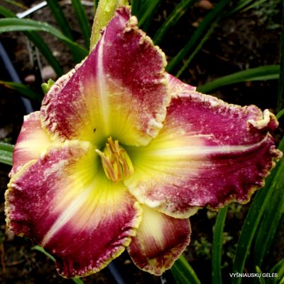 daylily 'From Heaven for Helen'
