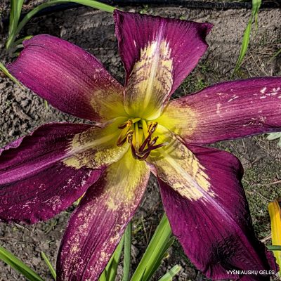 daylily 'God's Country'