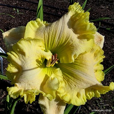 daylily 'Green Light Go'