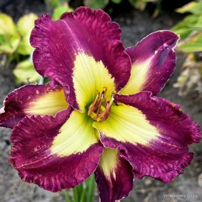 daylily 'Kelly's Star'
