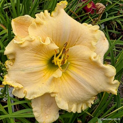 daylily ‘Lofty Expectations’