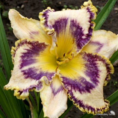 daylily 'Louisiana Blues'