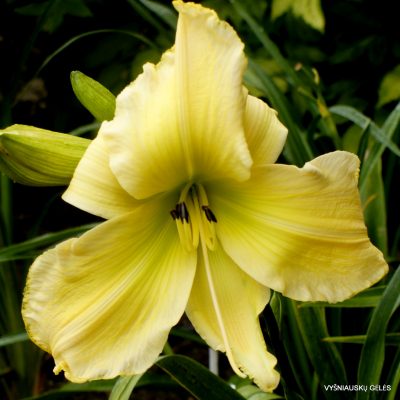 daylily 'Mr Z'
