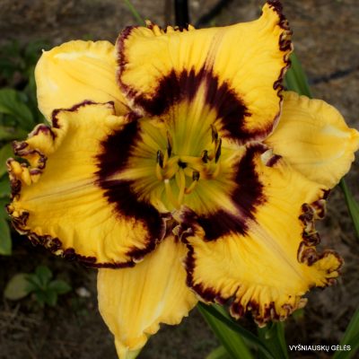 daylily ‘One Eye’