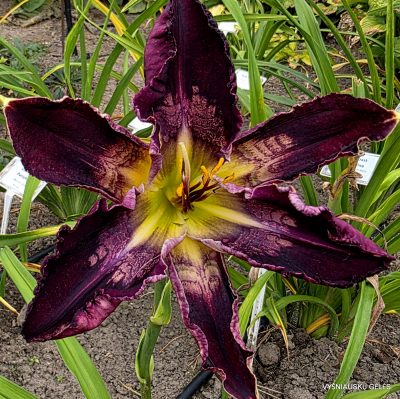 daylily 'Out of the Night'