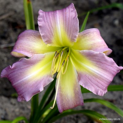 daylily 'Pastel Painting'