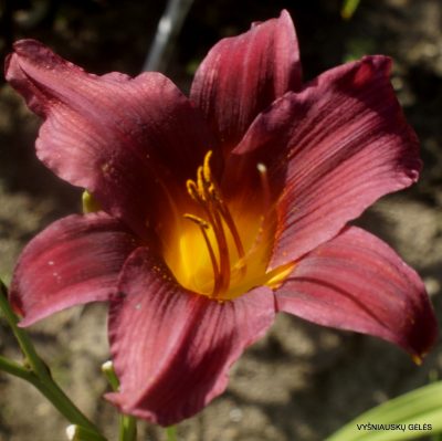 daylily 'Potentate'