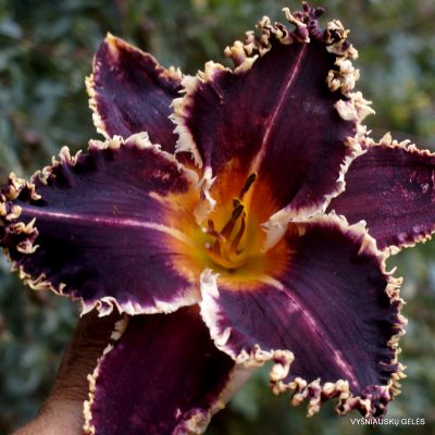 daylily 'Scorpion Stings'