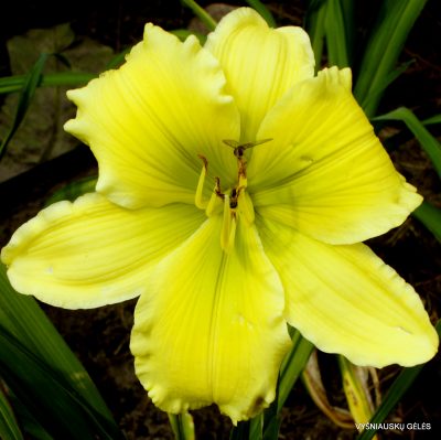 daylily ‘Servant of Peace’